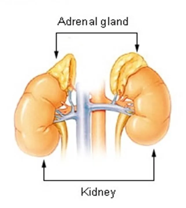 Adrenal Glands
