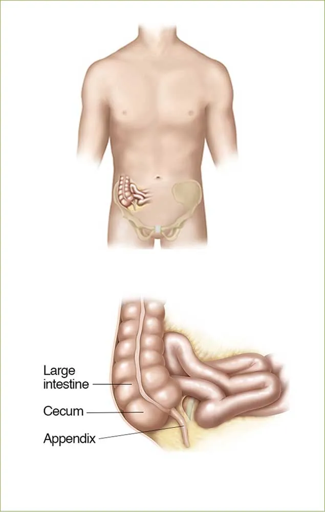 Appendix