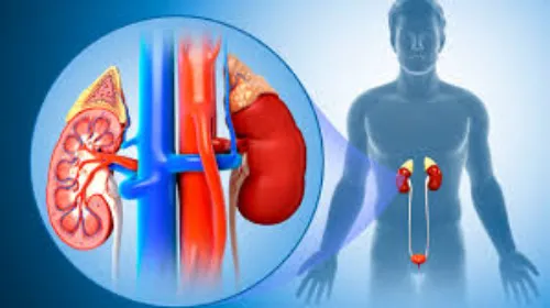 Kidney